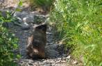 Um castor no meio de nossa trilha no Grand Teton National Park, no Wyoming, nos Estados Unidos